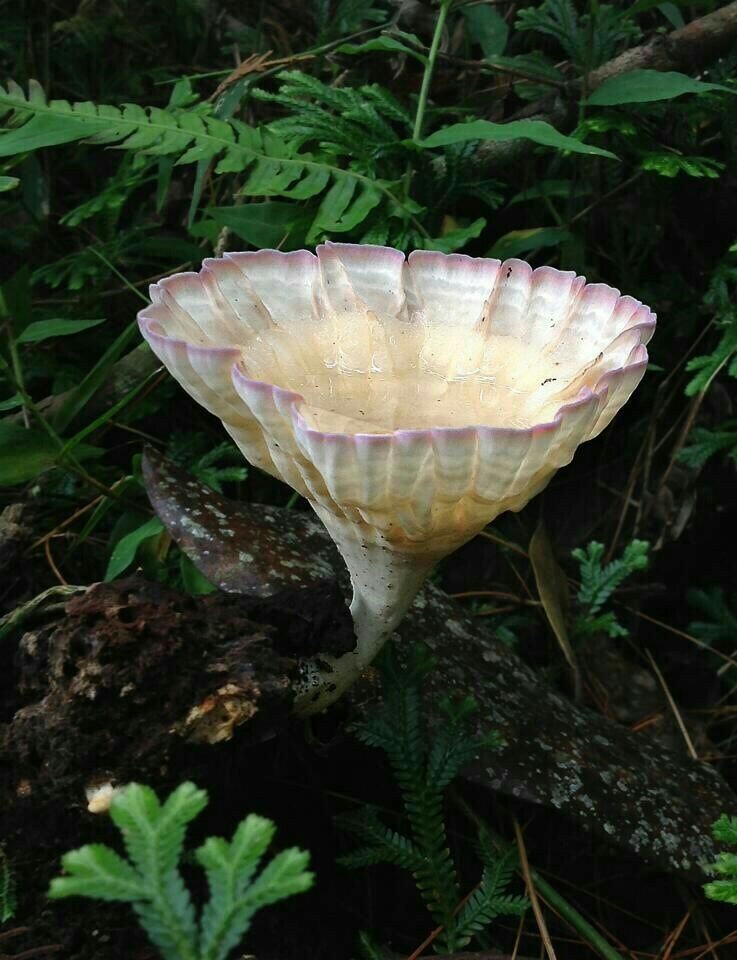 The wonderful world of mushrooms - Mushrooms, Nature, beauty, The photo, Longpost, A selection