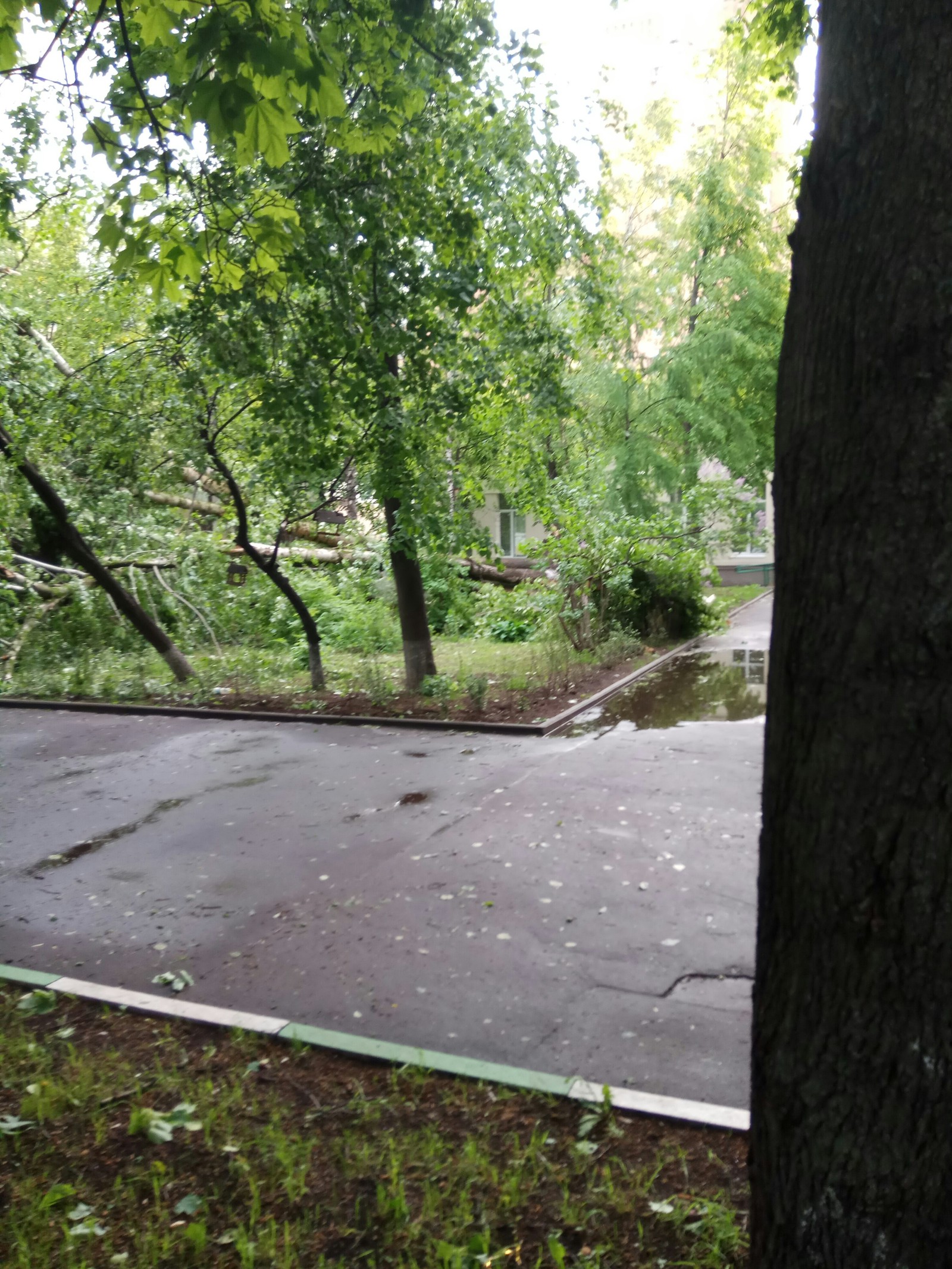 Consequences of bad weather in Moscow - My, Hurricane, Nature, Longpost