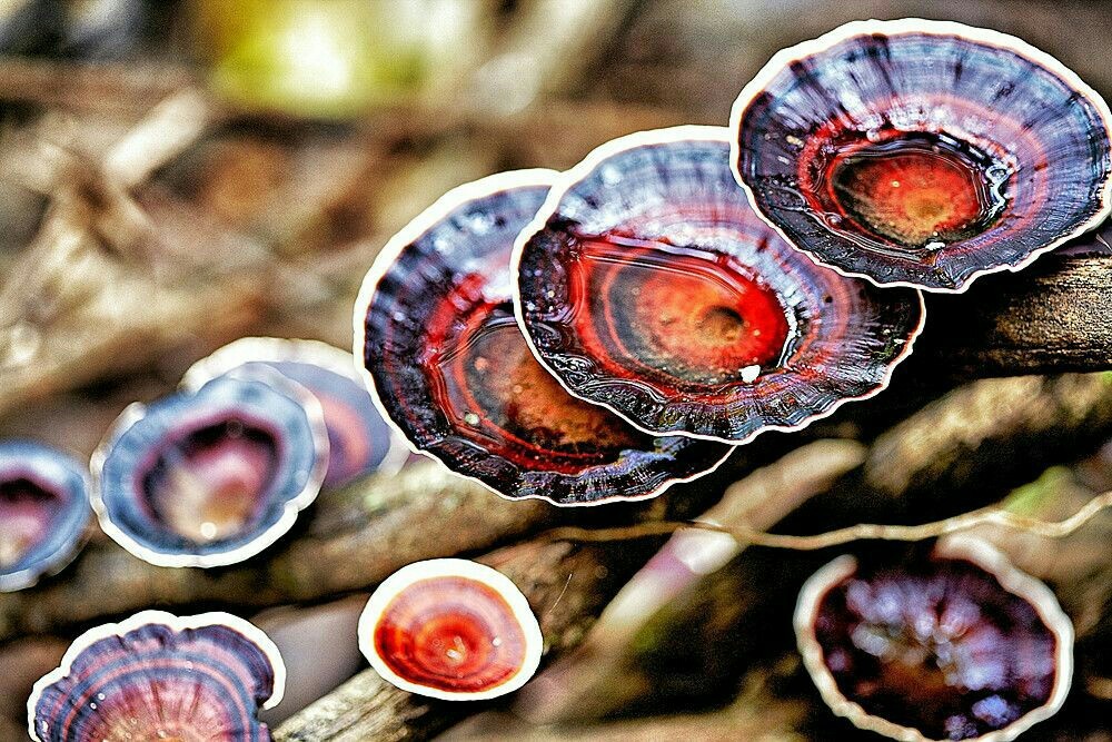 The wonderful world of mushrooms - Mushrooms, Nature, beauty, The photo, Longpost, A selection