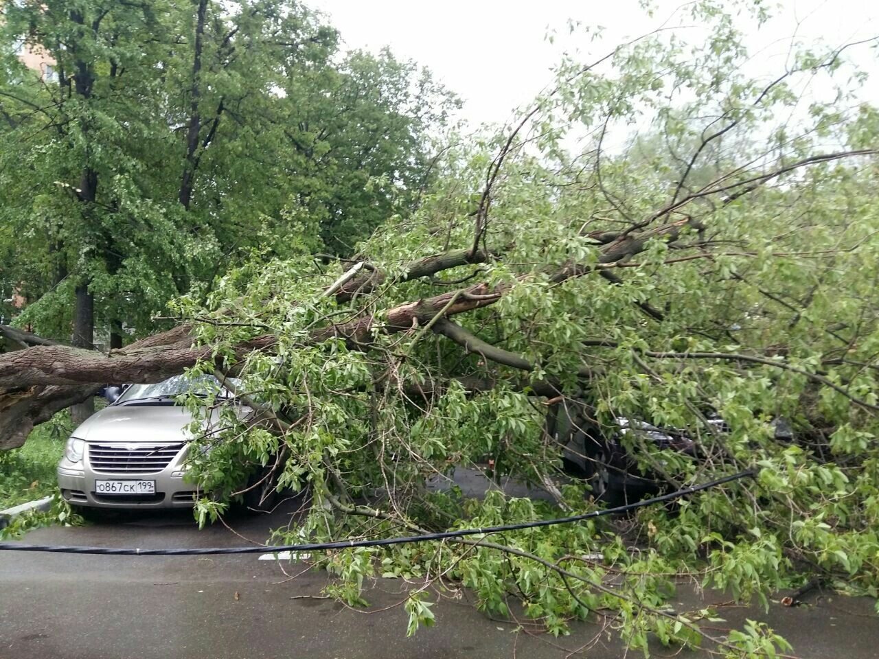 Consequences of the hurricane, Moscow, SVAO - Hurricane, Moscow, Longpost