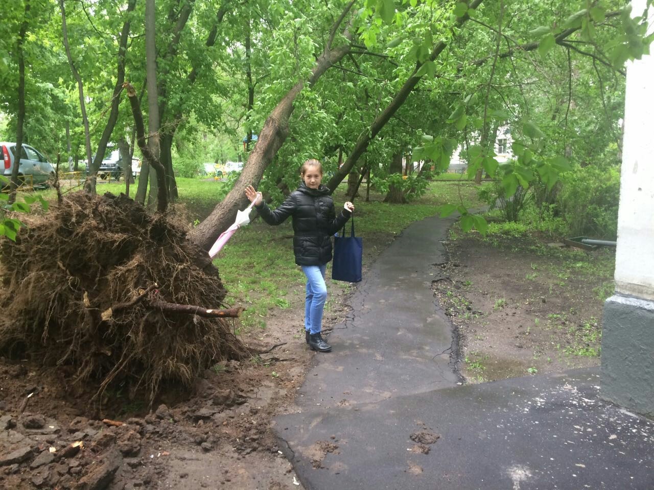 Consequences of the hurricane, Moscow, SVAO - Hurricane, Moscow, Longpost