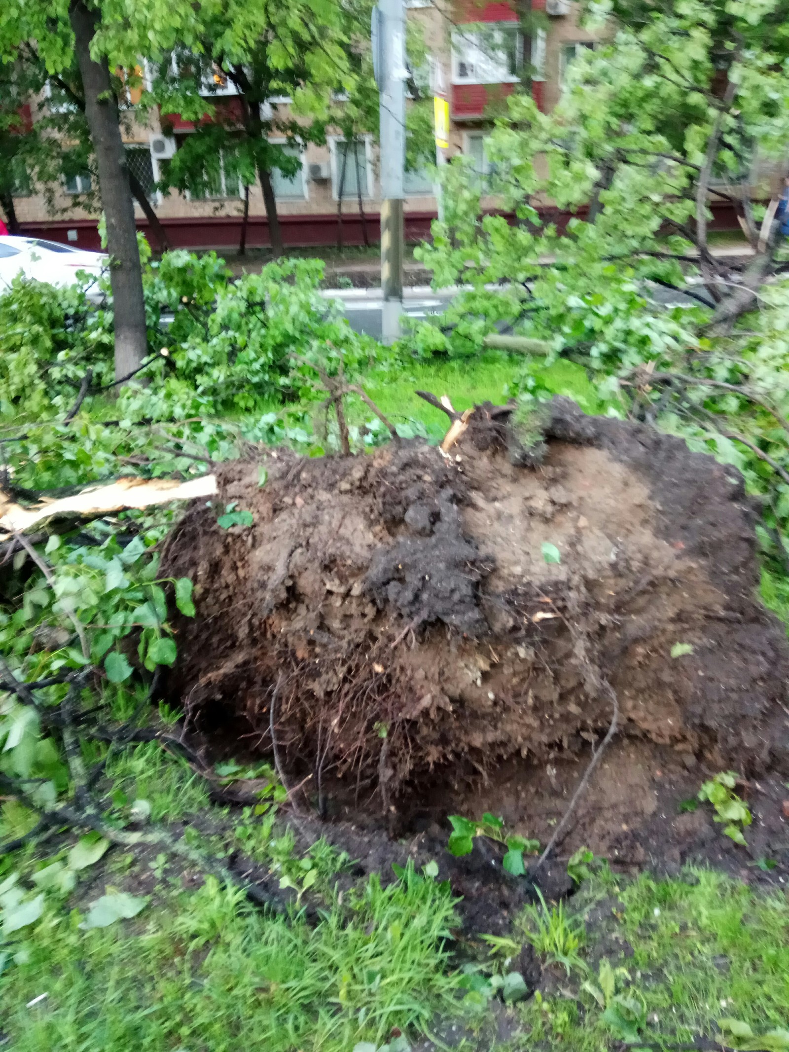 Hurricane in MoscowA selection of photos of the past hurricane in Moscow - Hurricane Matthew, Hurricane, Tree, Wind, Storm, Longpost