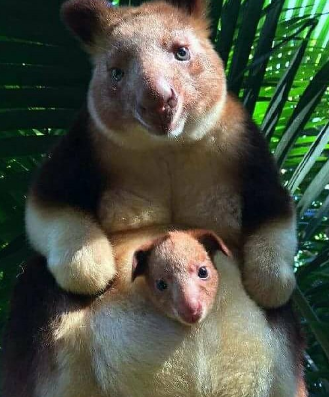 Photo with baby - Baby, Animals, Tree kangaroo