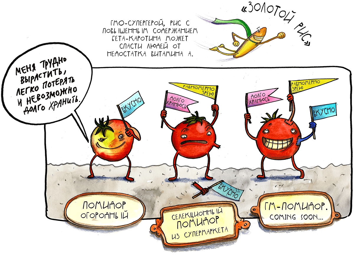 GMOs: you can't be afraid to eat. Biologists know where to put a comma - My, The science, Interesting, Nauchpop, Biomolecule, Facts, Biology, GMO, Informative