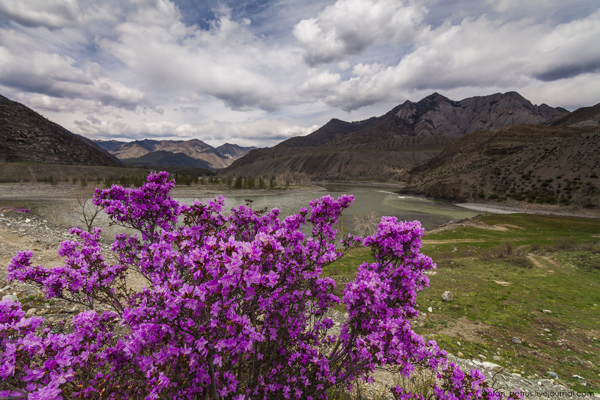 ALTAI: MOUNTAINS, BEYOND SKY, TURQUOISE RIVERS - The photo, Russia, Altai, Nature, Landscape, Tourism, Travels, beauty of nature, Longpost, Altai Republic