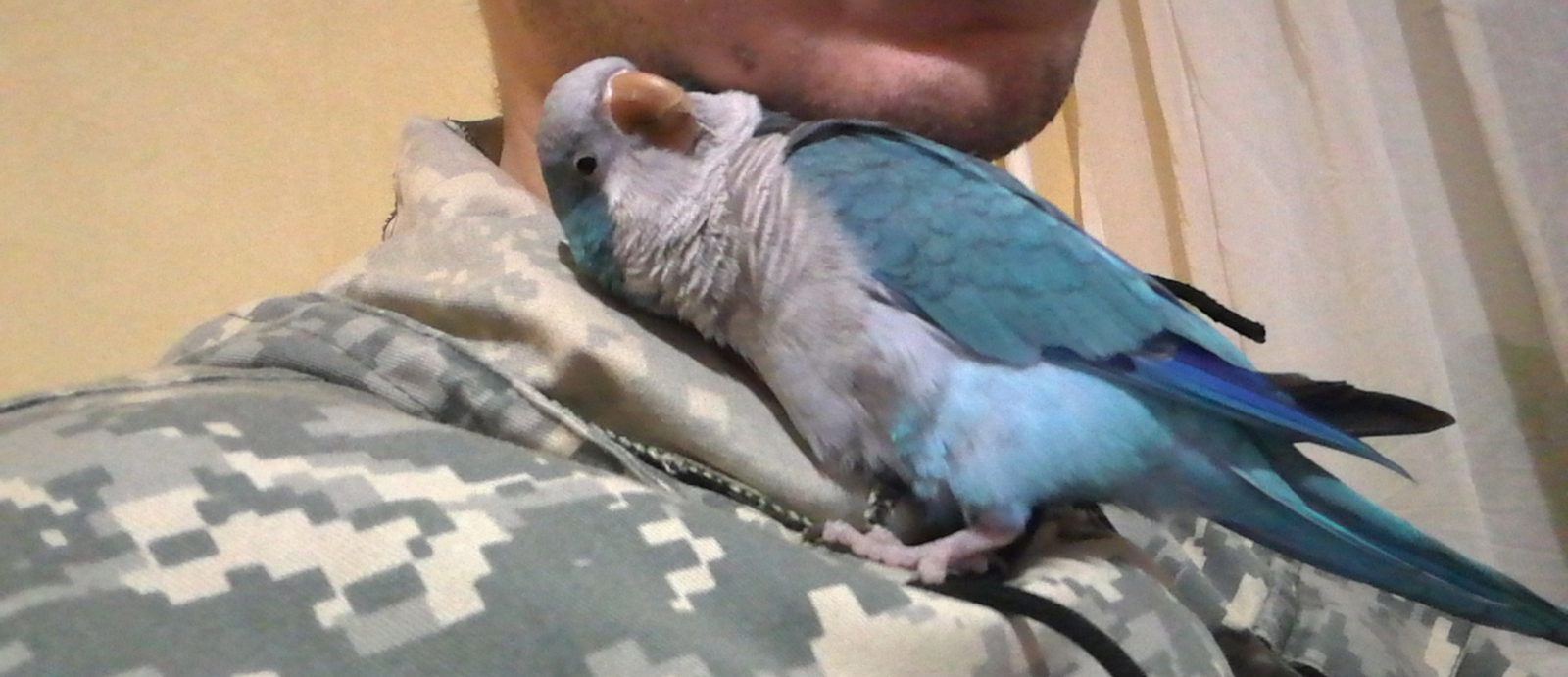 parrot tenderness - My, A parrot, Animals, , Hugs, Video