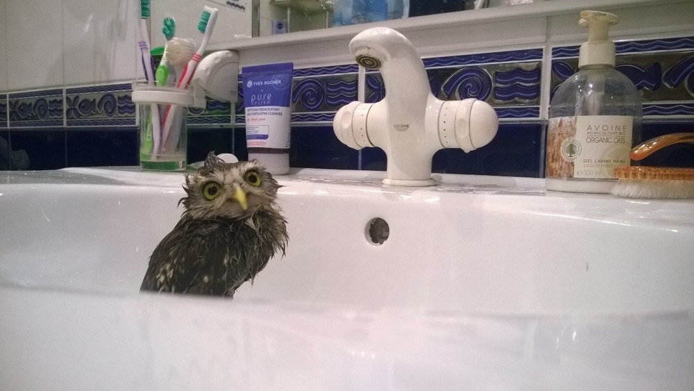 Just a washed owl. - Owl, Wet, the washing up, Owl