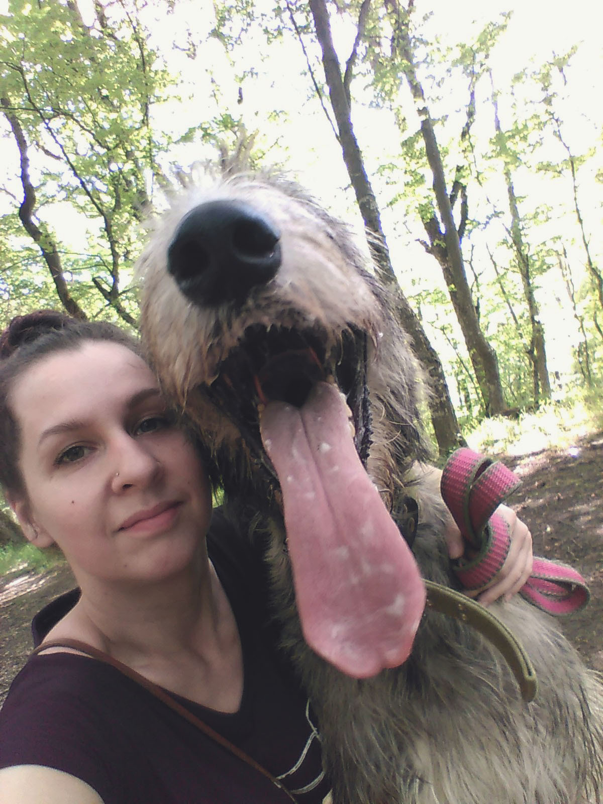 Wookiee - My, Dog, Irish wolfhound, Greyhound, Video, Longpost
