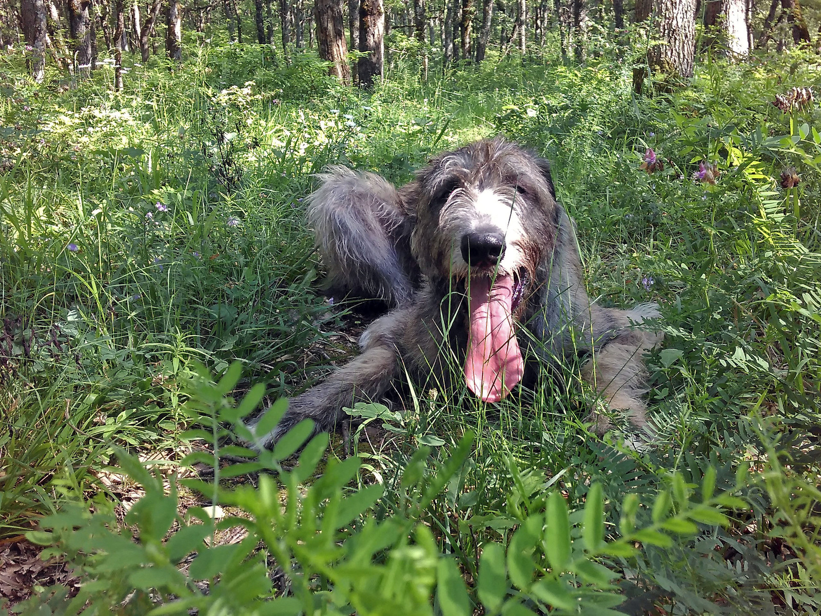 Wookiee - My, Dog, Irish wolfhound, Greyhound, Video, Longpost