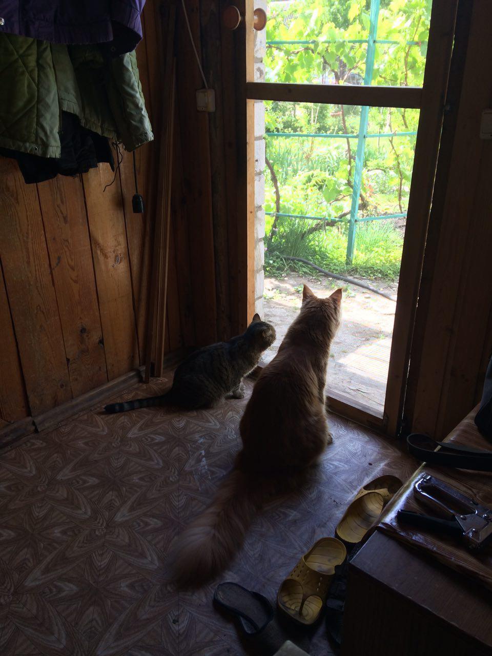 In the country - My, cat, Maine Coon, , Dacha