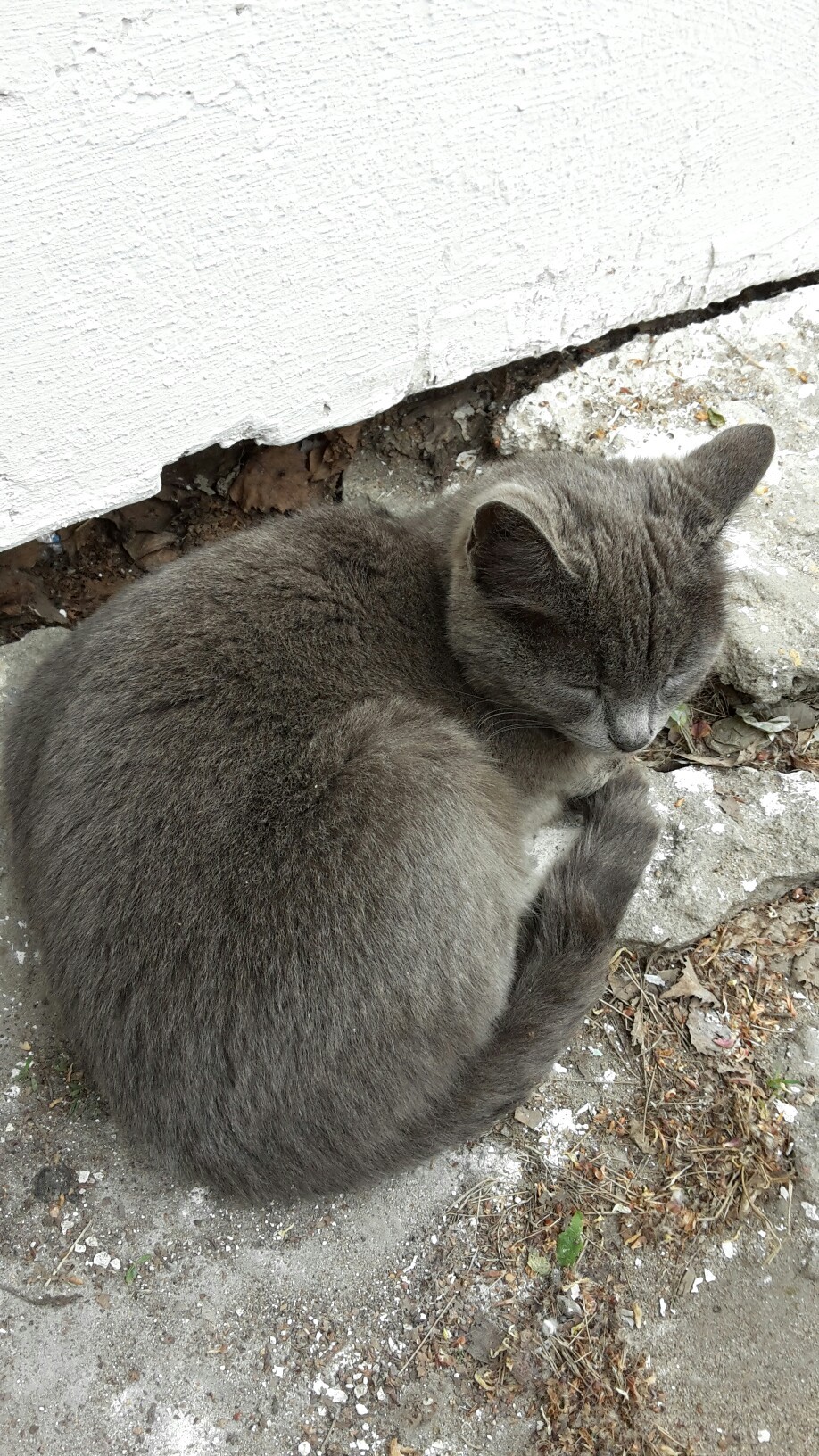 Street cat - My, cat, , Dream, Longpost