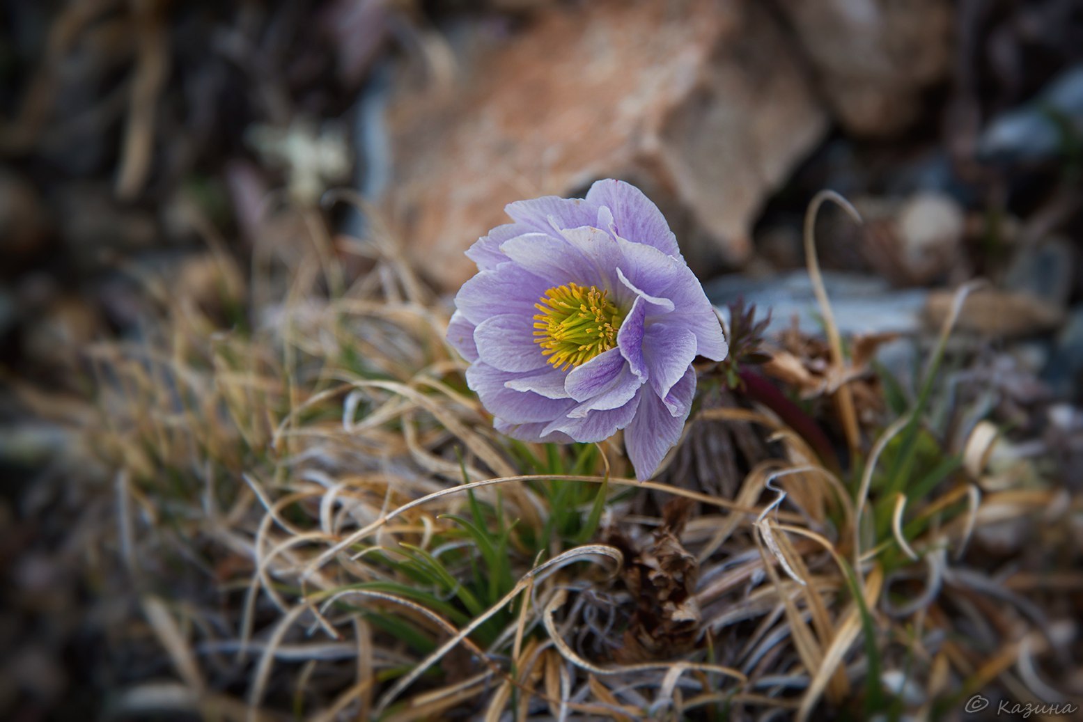 May in Altai - Russia, The photo, Nature, May, Landscape, Gotta go, Svetlana Kazina, Longpost