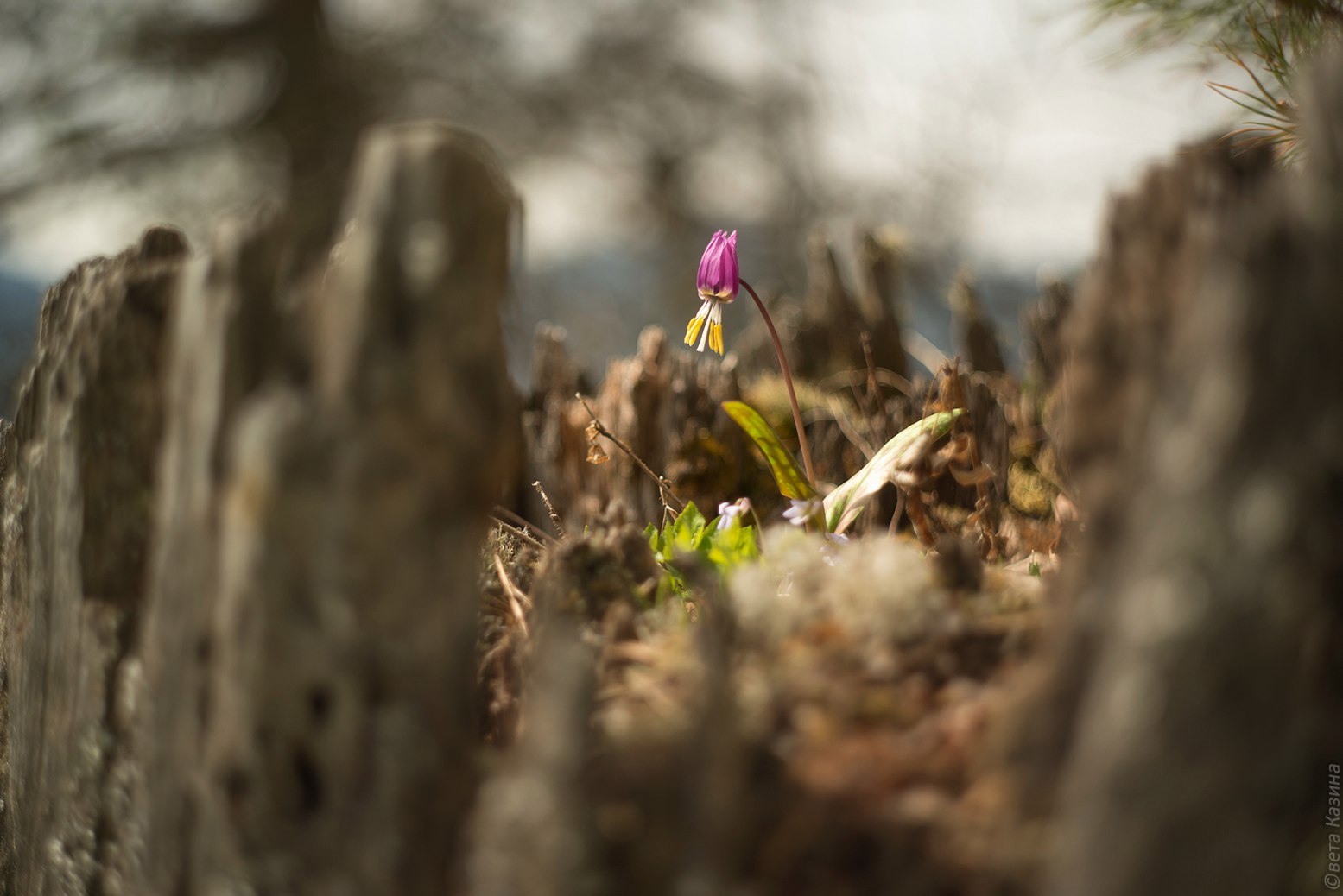 May in Altai - Russia, The photo, Nature, May, Landscape, Gotta go, Svetlana Kazina, Longpost