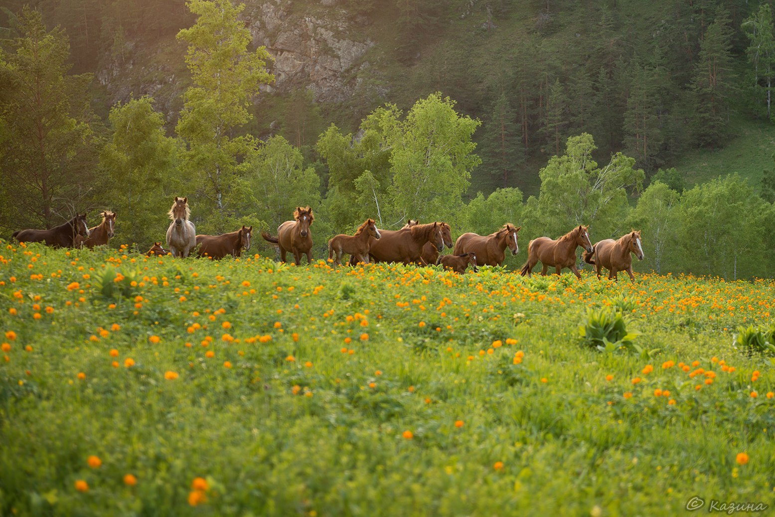 May in Altai - Russia, The photo, Nature, May, Landscape, Gotta go, Svetlana Kazina, Longpost