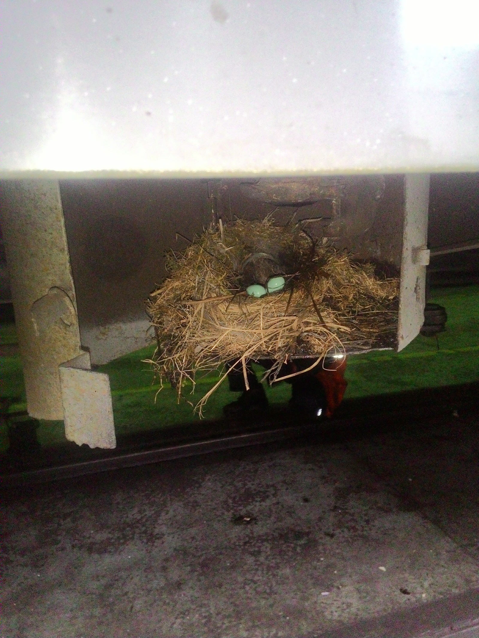 Bird's nest in the car filler neck: - My, Nest, Birds, Railway carriage, Stowaways, The photo, Longpost