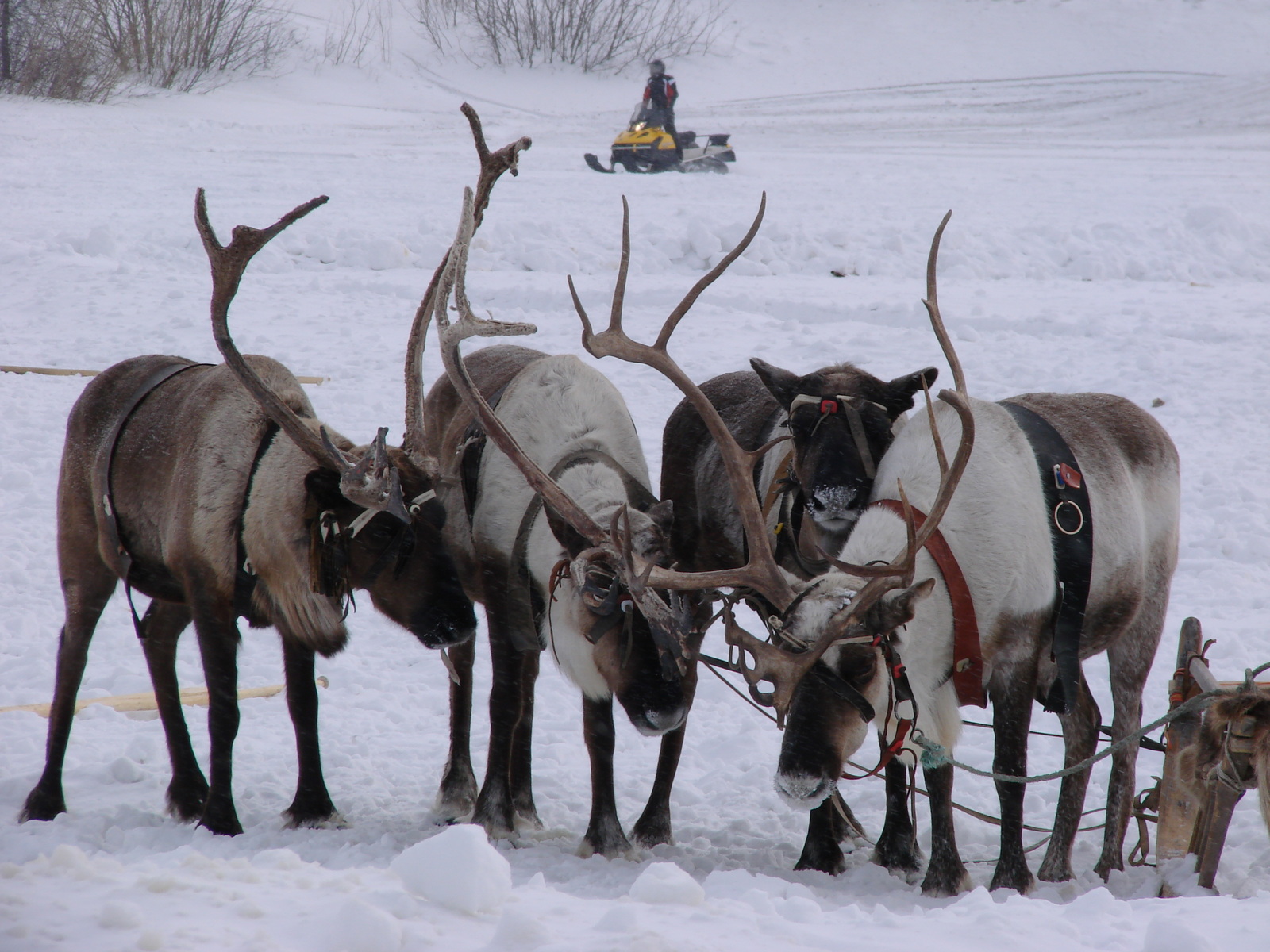 Holiday of the peoples of the North (New Urengoy). - My, New Urengoy, Yamal, YaNAO, North, Peoples of the North, Holidays, Longpost