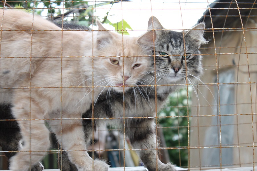 Мой личный Котоленд 78 - Моё, Кот, Приют, Липецк, Помощь, Доброта, Котоленд, Длиннопост, Приют Котоленд