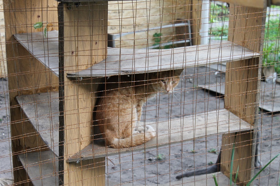 Мой личный Котоленд 78 - Моё, Кот, Приют, Липецк, Помощь, Доброта, Котоленд, Длиннопост, Приют Котоленд