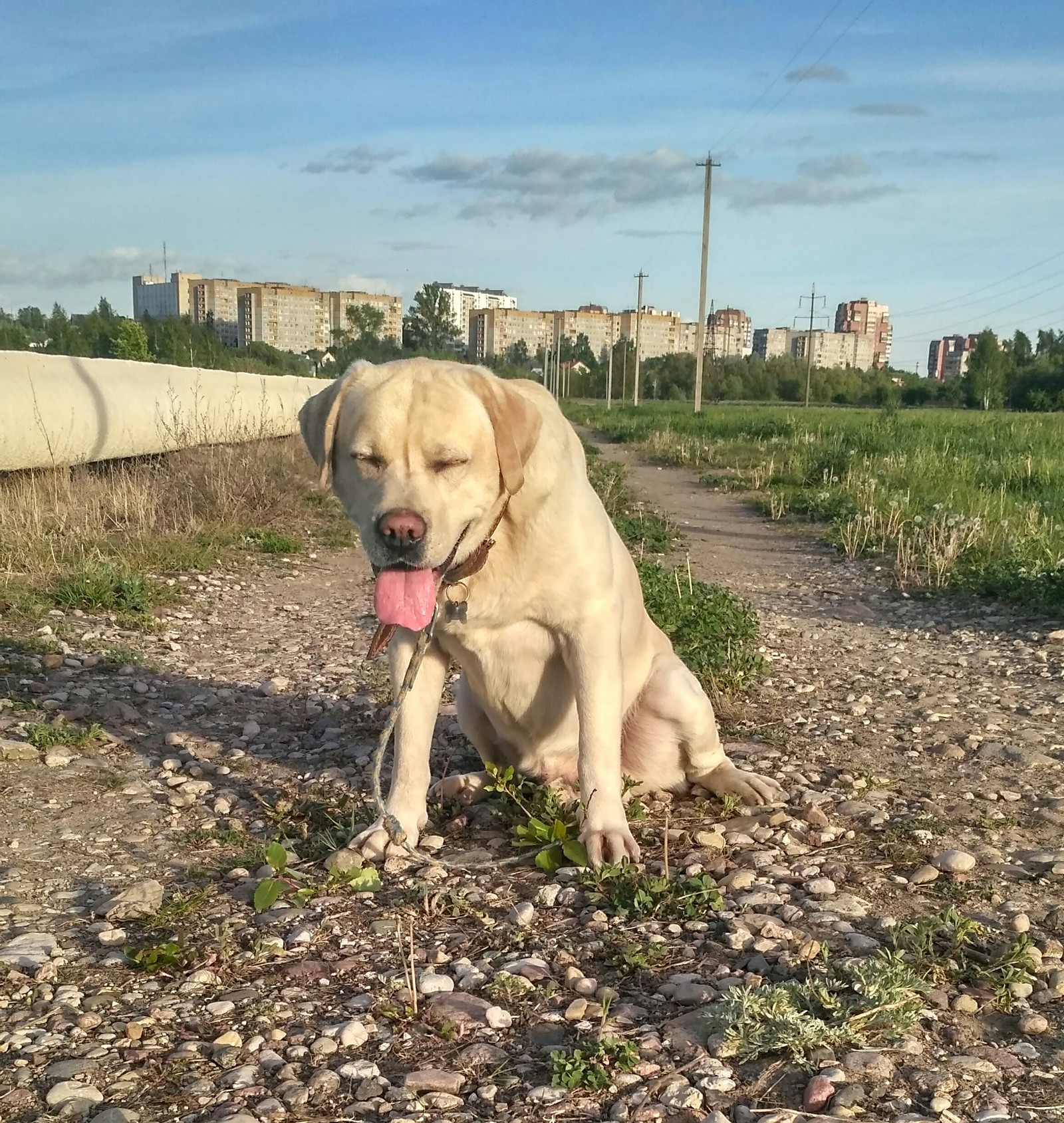 Ulybaka dog - Labrador, Dog, , Smile, Good boy