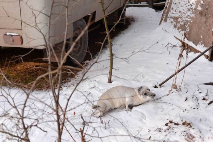 An orphaned seal cub crawled to people for help - My, , Help, Longpost