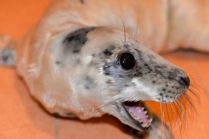 An orphaned seal cub crawled to people for help - My, , Help, Longpost