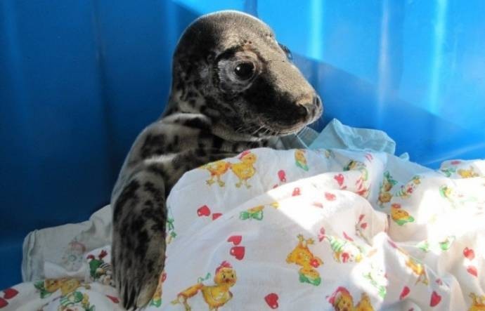 An orphaned seal cub crawled to people for help - My, , Help, Longpost