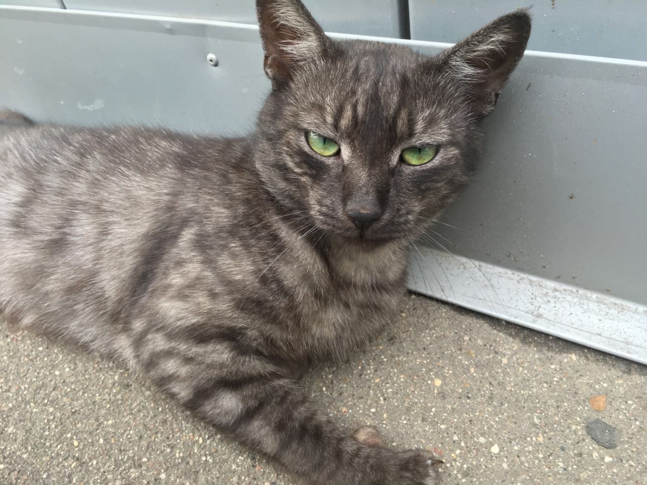 Pretty boy - cat, Moscow, beautiful cat