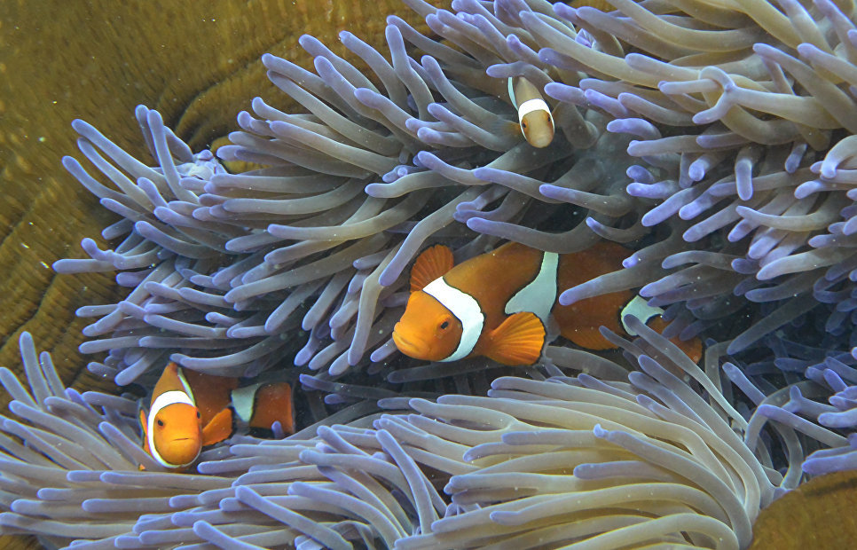 Nearly a third of the Great Barrier Reef's corals died in 2016 - news, A fish, Nature, Global warming, Longpost, Biology, The science