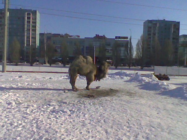 Неожиданный верблюд - Моё, Верблюды, Iddqd, Самара