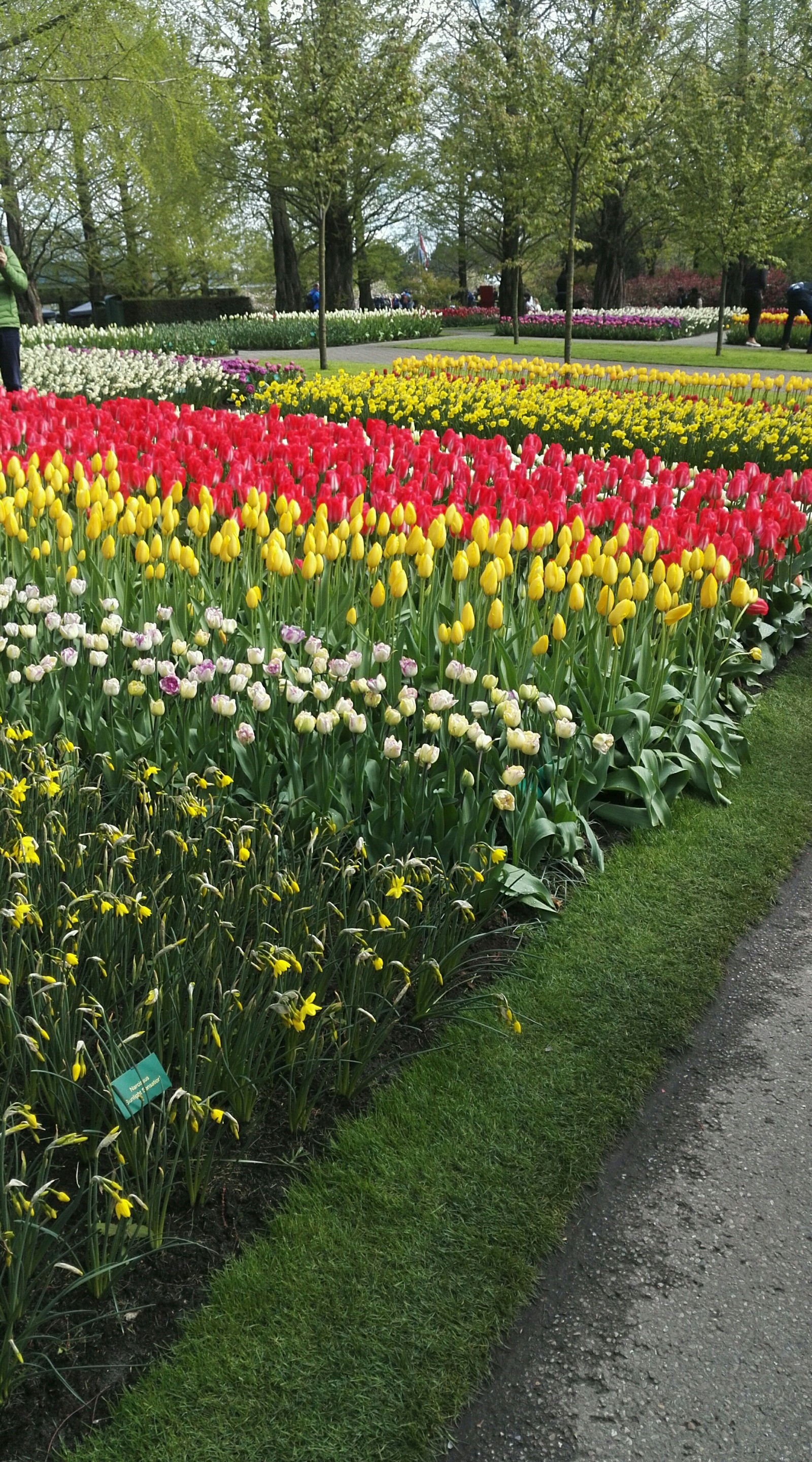 Flower Park Holland 2017 - My, The park, Holland, Longpost, Netherlands (Holland)