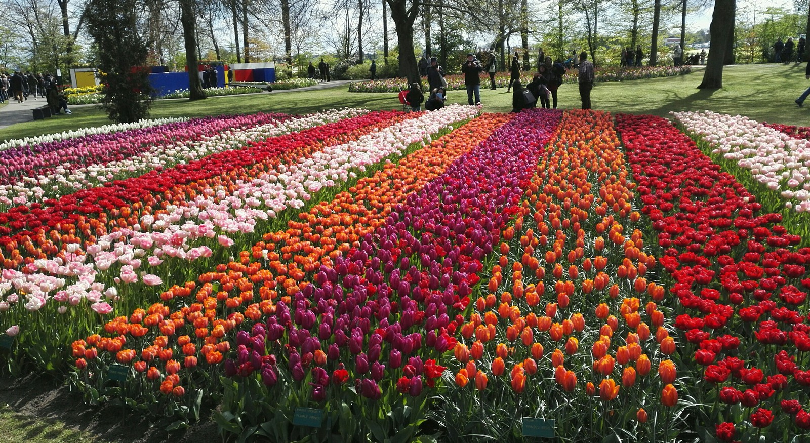 Flower Park Holland 2017 - My, The park, Holland, Longpost, Netherlands (Holland)