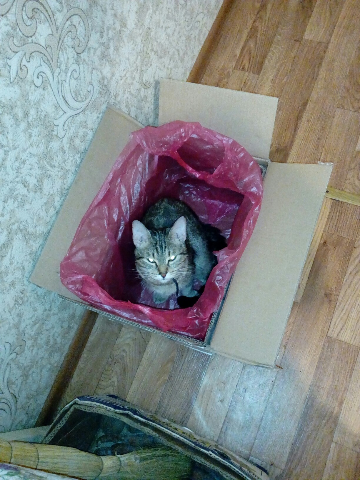 Combo - My, cat house, cat, Box and cat, Package, Combo