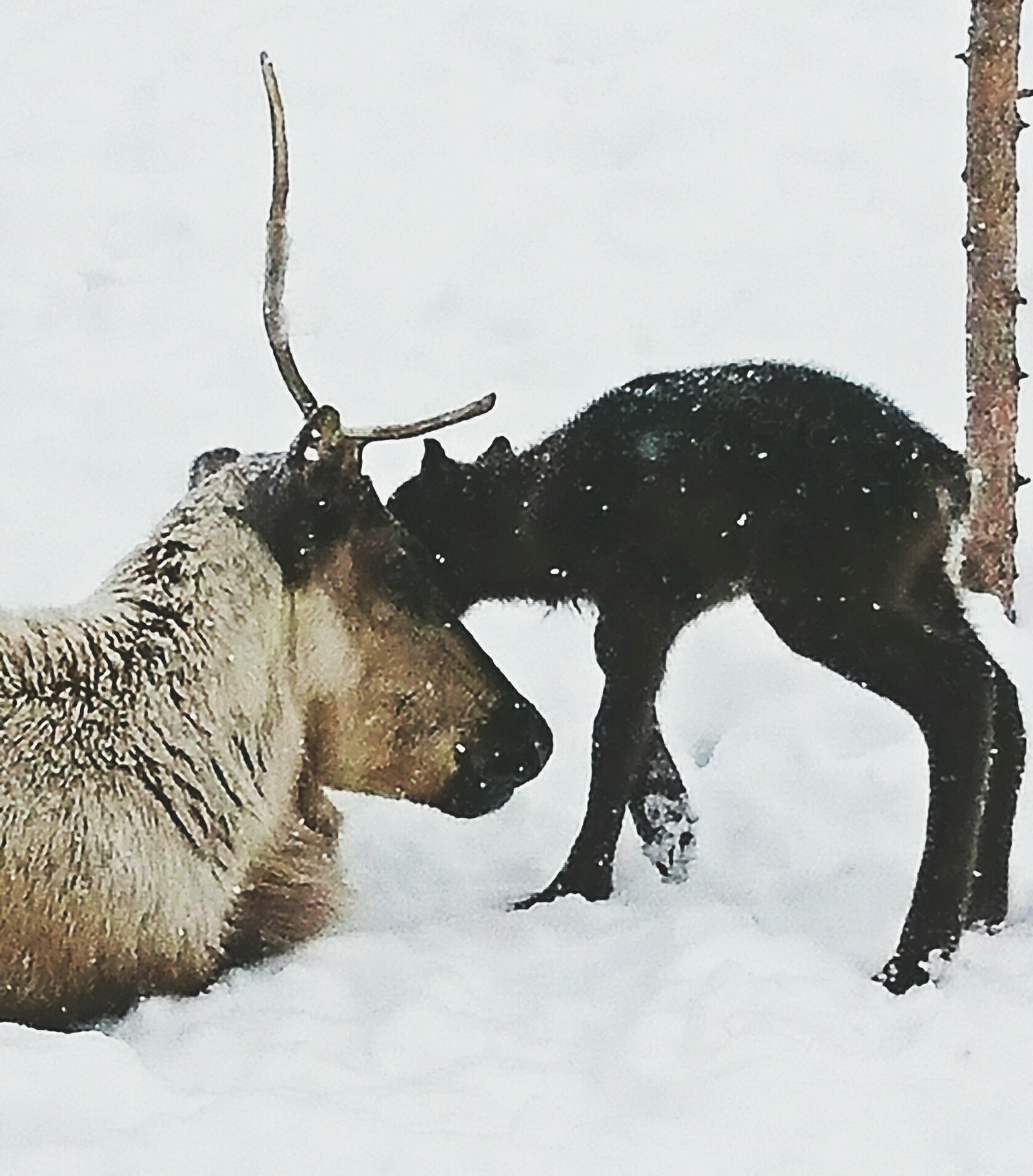 Newborn baby reindeer - My, YaNAO, New Urengoy, , Spring, May, Birth, Longpost, Fawn