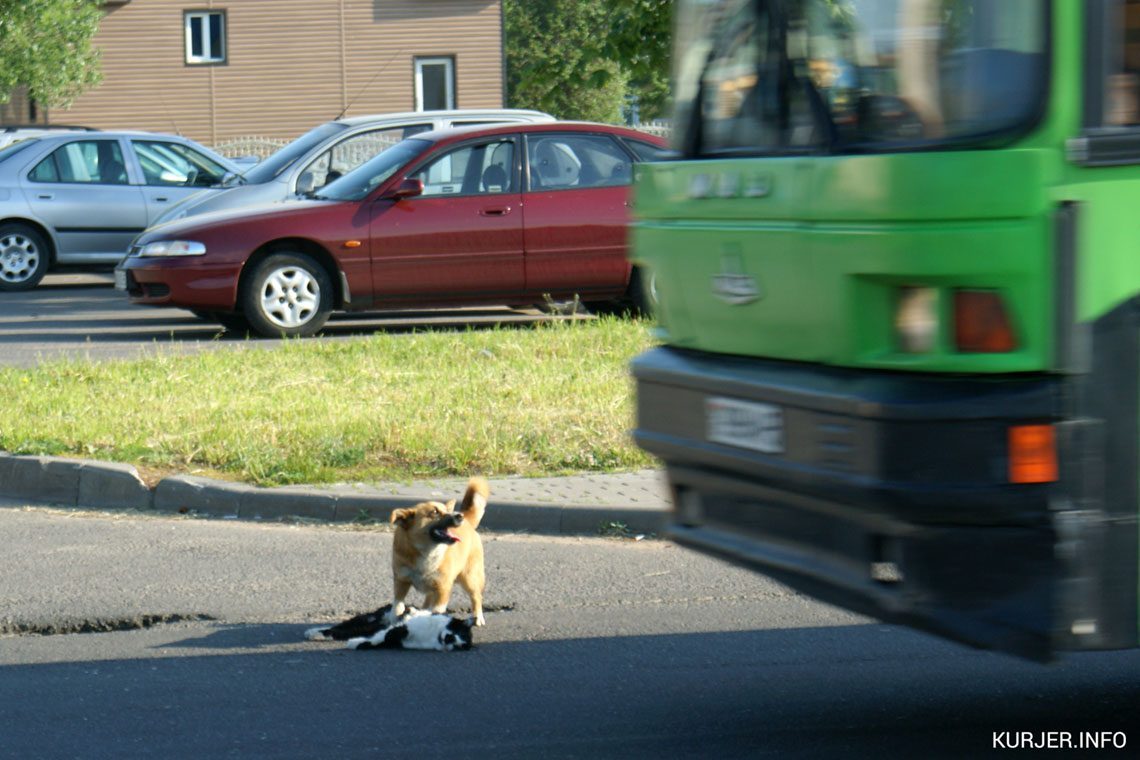 На узкой дороге перед машиной стоял пёс. И уступать дорогу скорой помощи совсем не собирался картинки На узкой дороге перед машиной стоял пёс. И уступать дорогу скорой помощи совсем не собирался картинки