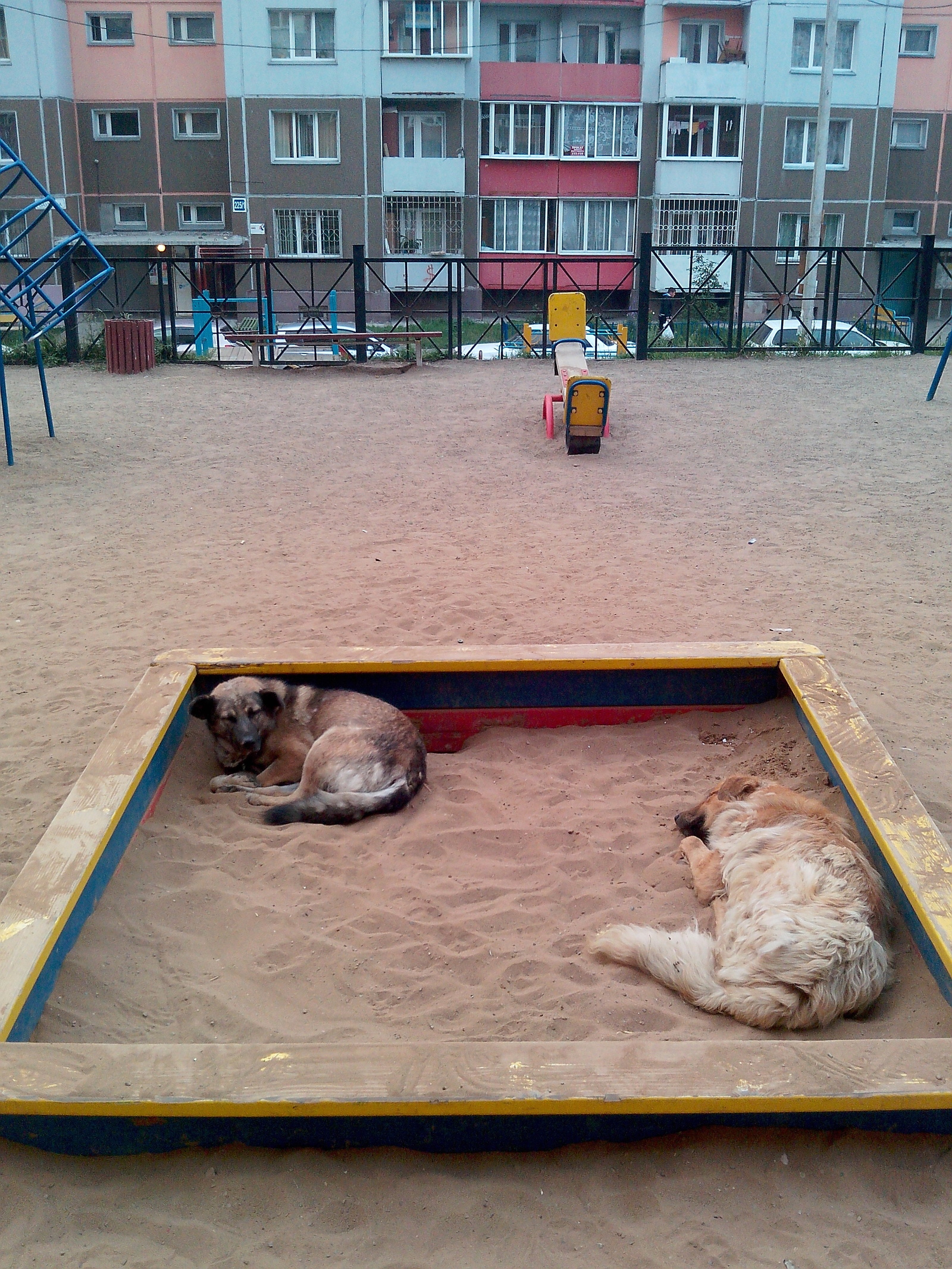 It's good to sleep in the sandbox =) - My, Dog, Sandbox, Humor