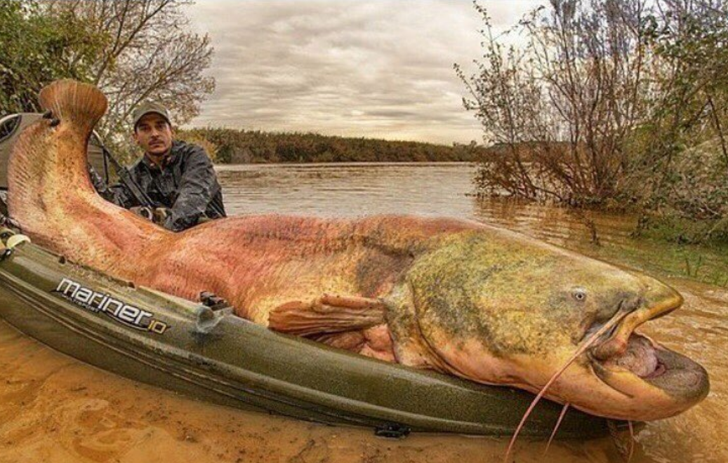 Mega catch or Mega photoshop? - Catfish, Fishing, 