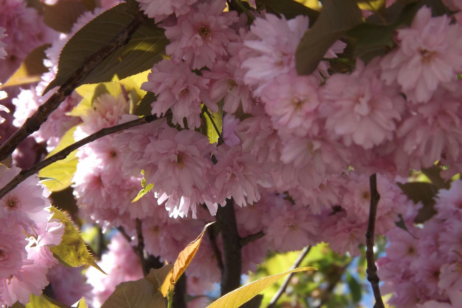 beauty - My, beauty of nature, Spring, Almond, Longpost