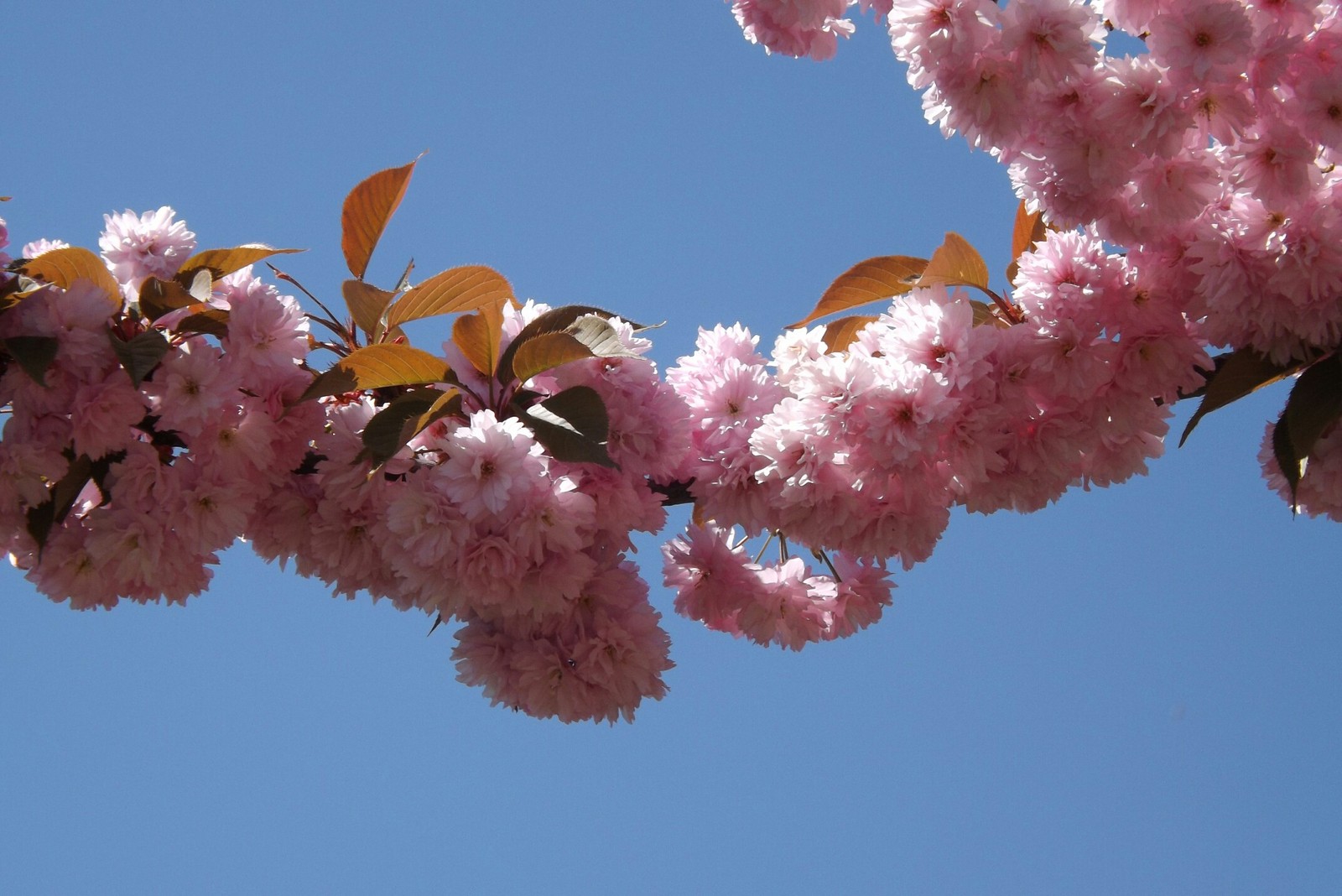 beauty - My, beauty of nature, Spring, Almond, Longpost