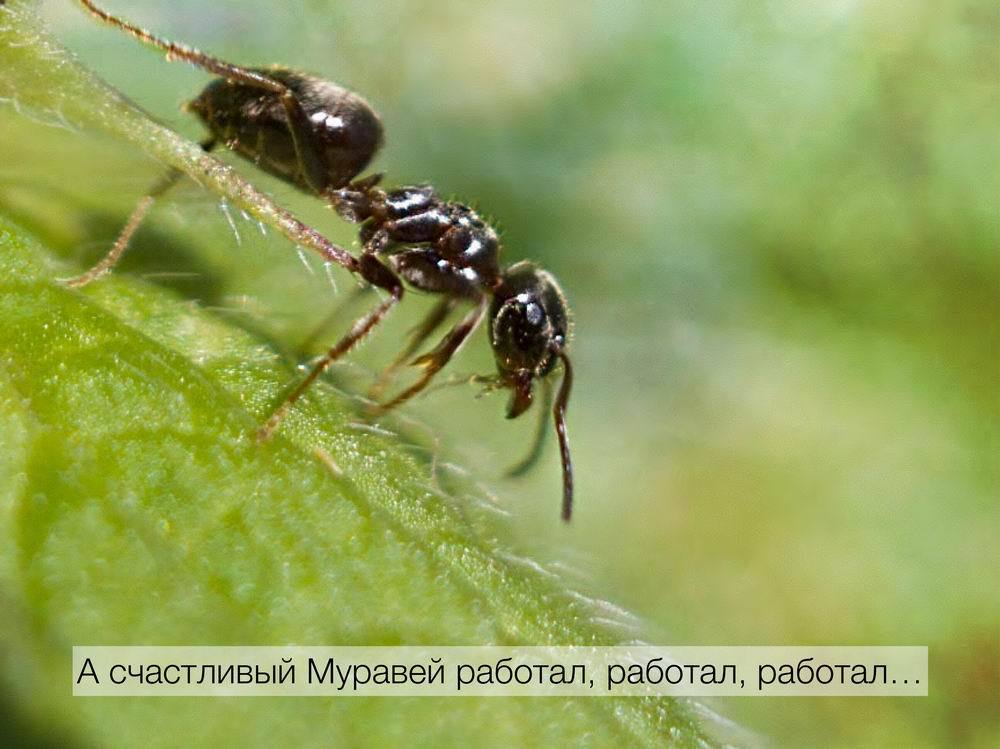 Сказ про веселого муравья - Муравьи, Работа, Длиннопост, Не мое