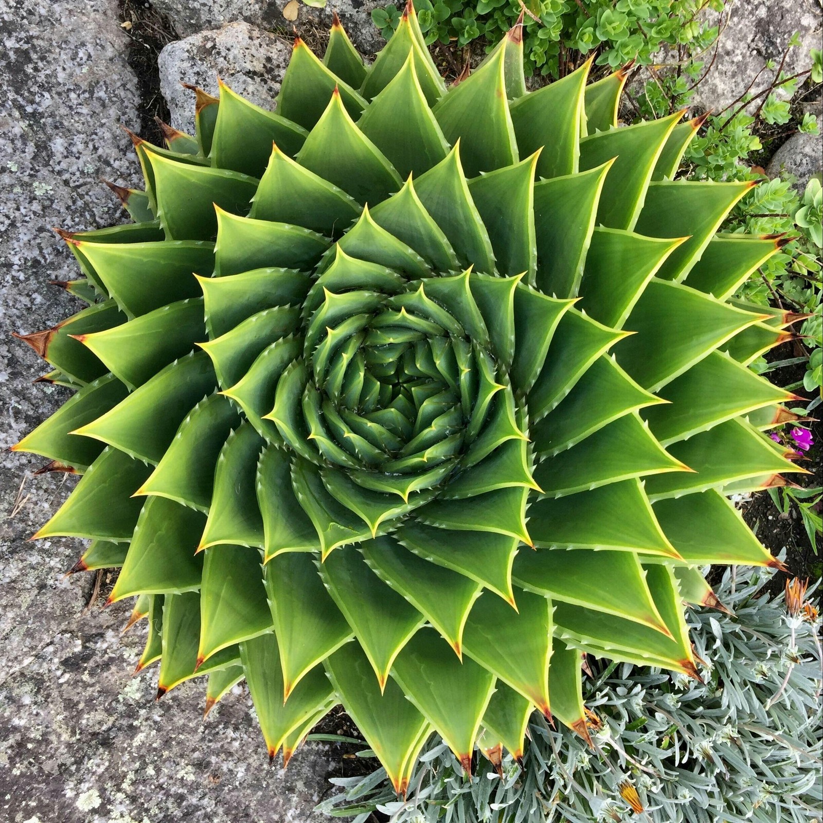Plant with nice geometry - The photo, Plants