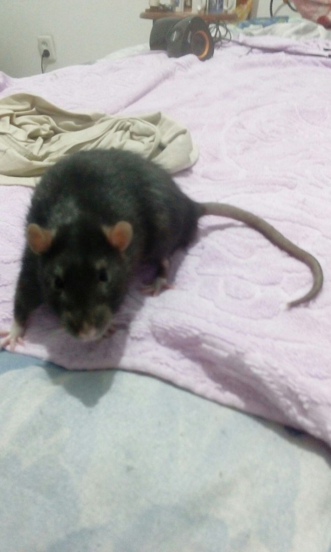 How did we get a rat - My, Rat, Pet, Decorative rats, , Longpost, Pets