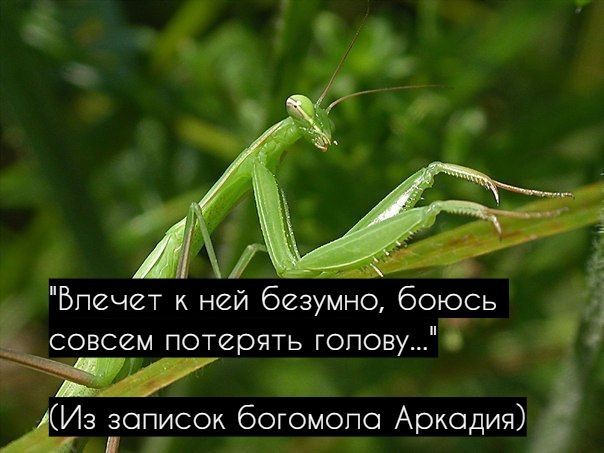 Praying Mantis Diary - Enthusiasm, Fear