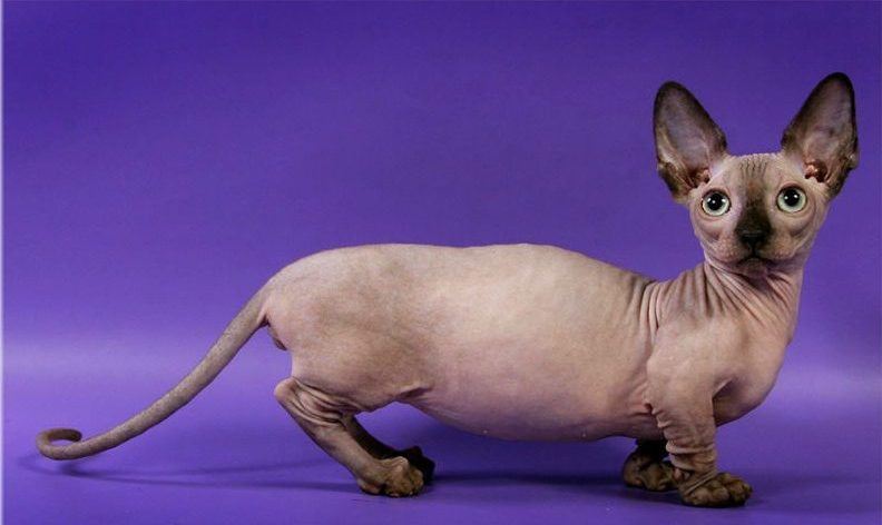 Bambino, Dwarfcat or hairless short-legged dwarf cat. - Cat breeds, Bambino, Video, Longpost, , 