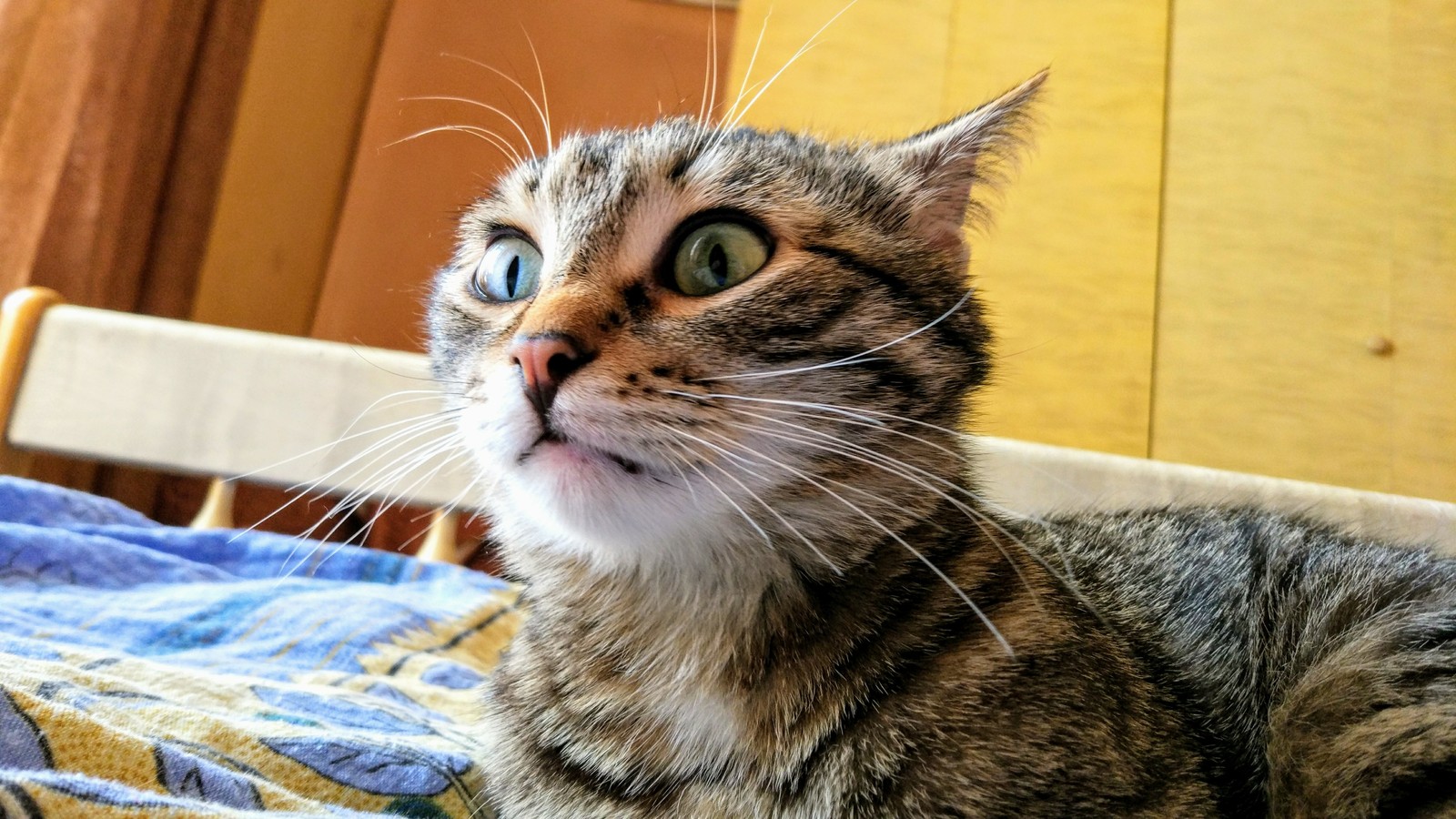 Kote is shocked :) - My, , , cat