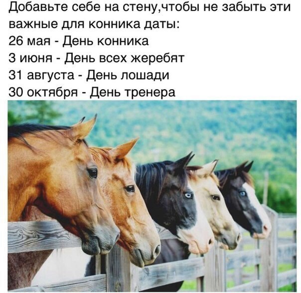 days of us - Horses, Birthday, Equestrian, Foal, 