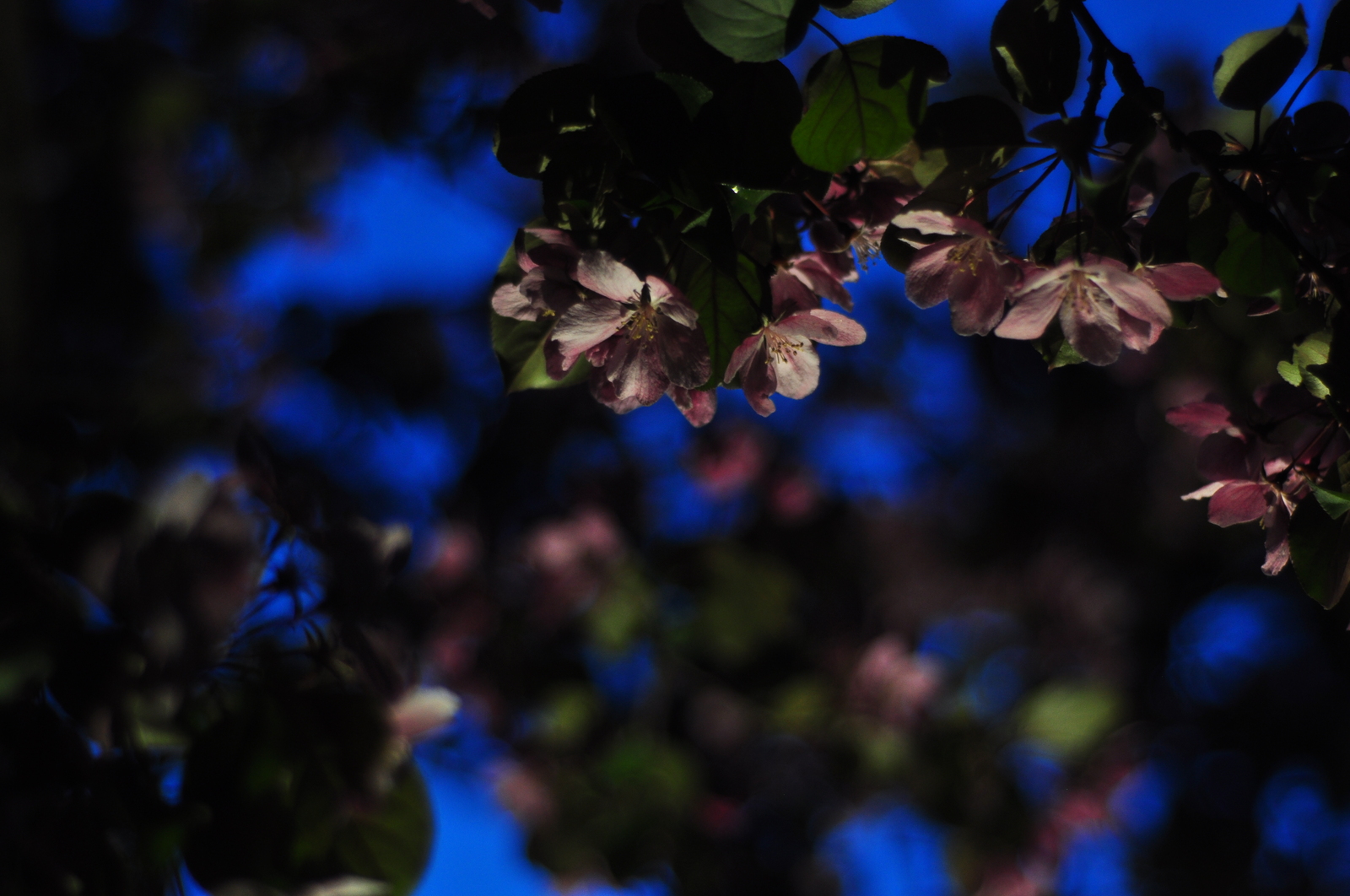 Mystery of the evening - My, My, Yekaterinburg, Evening, Apple tree, Nikon d90, Spring, Abstraction