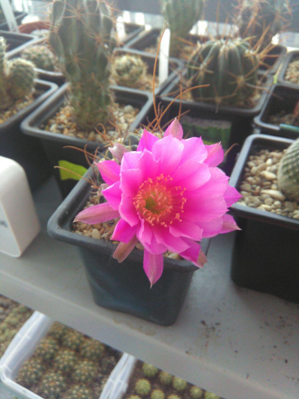 Cactus bloomed - My, Cactus, bloomed, , Longpost