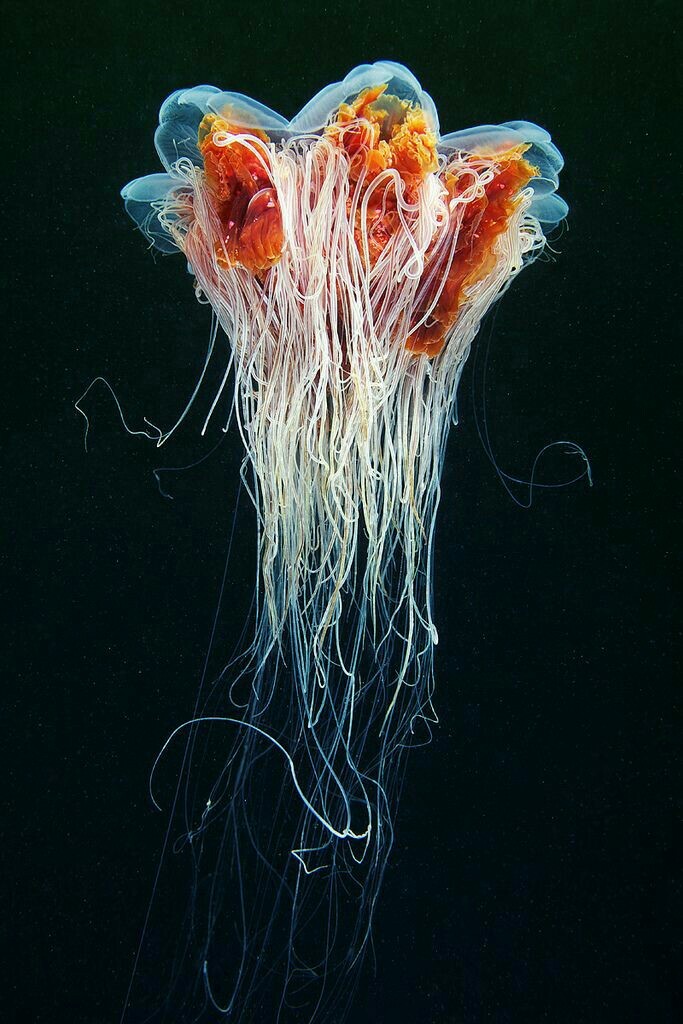 Sea world 1 - Underwater world, Jellyfish, The photo, Longpost