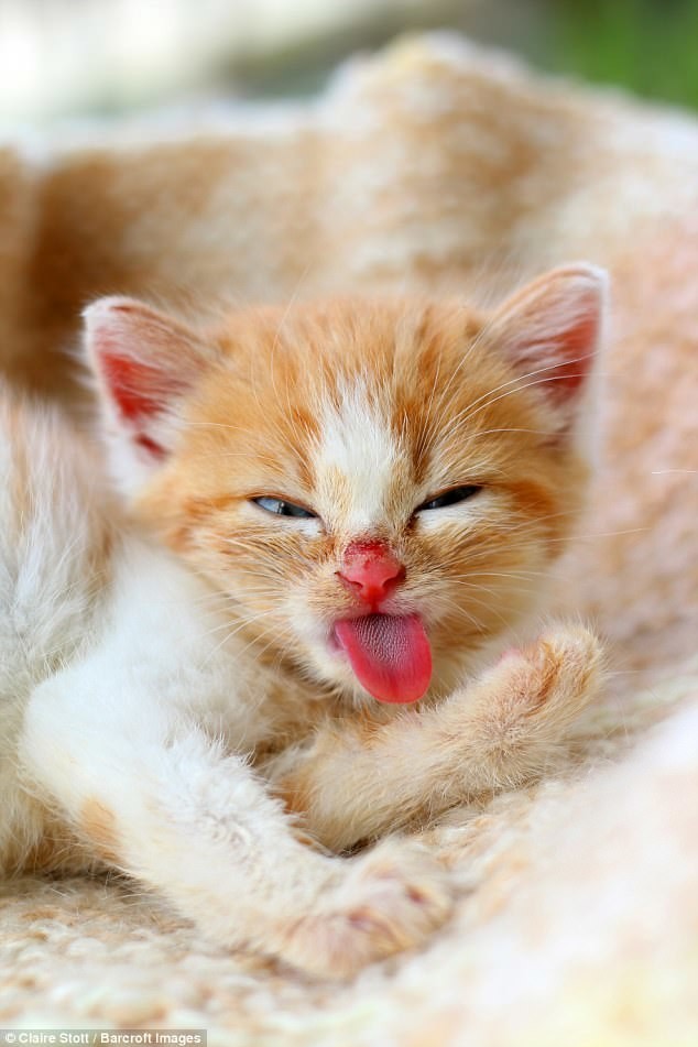 Red prankster - The photo, Animals, cat, Redheads, , Teasers