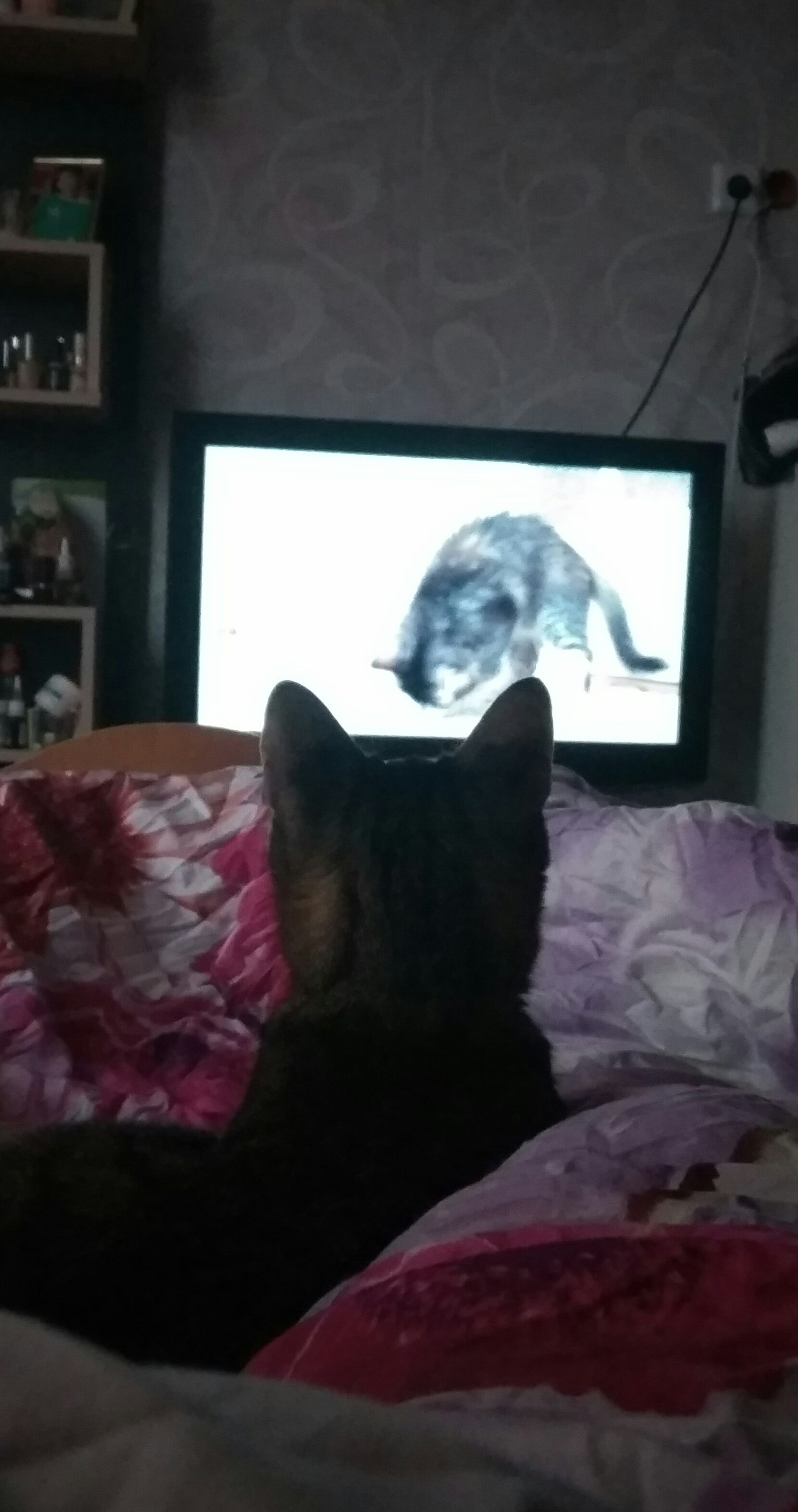 The cat is watching TV. - My, , Relaxation, The television, Longpost, cat